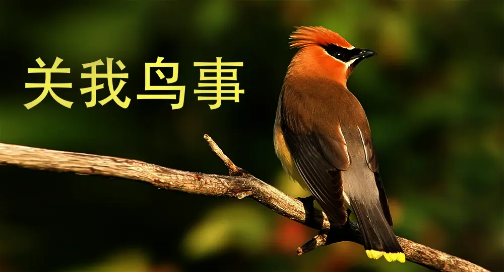 小鸟测姓的一个实现方案