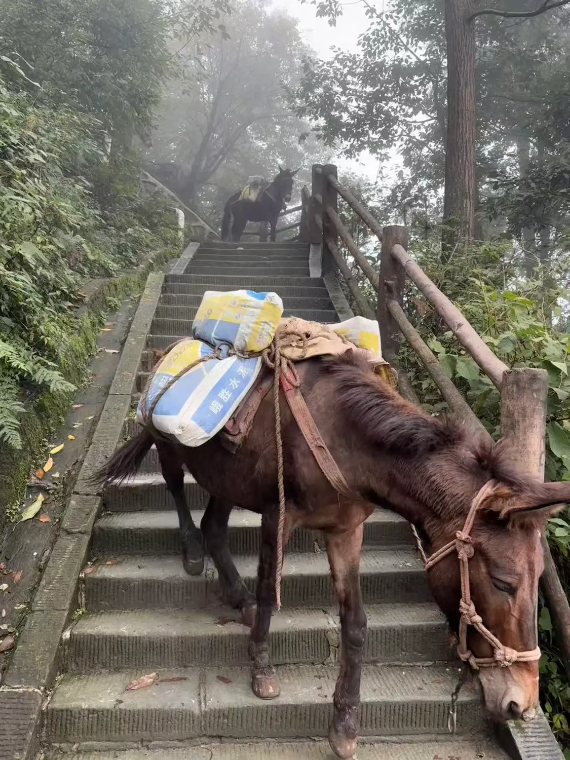 反思生活是有必要的——爬峨眉山见到骡马驮负重物有感